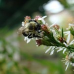 Bee on a flower