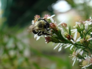 Bee on a flower