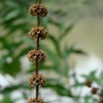 seed pods