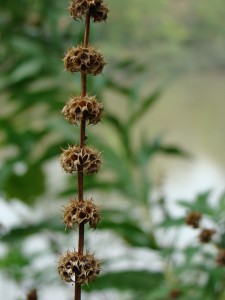 seed pods