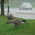 geese