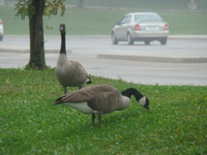 geese